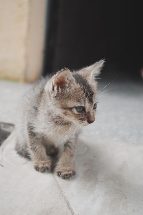 Free A cute kitten sitting on the floor looking curiously outdoors. Stock Photo