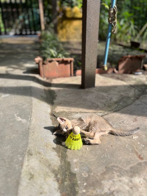 Free Young kitten playfully interacts with a shuttlecock on a sunny outdoor patio. Stock Photo