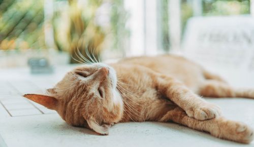 Free A serene ginger cat sleeping comfortably on a sunlit terrace, showcasing tranquility and relaxation. Stock Photo