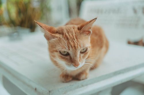 Free Close-up of a calm ginger cat lying on a white table outdoors. Stock Photo