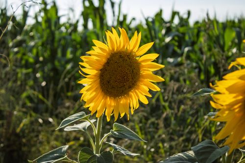 Free A vibrant sunflower stands tall in a lush summer field, capturing the warmth of the season. Stock Photo