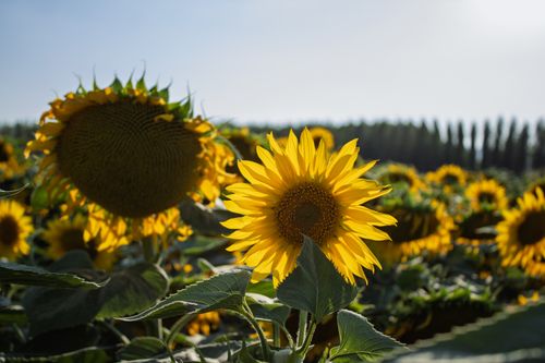 Free Bright sunflowers bloom under the sun in a lush field, showcasing nature's beauty. Stock Photo