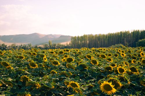 Free A vibrant sunflower field under a clear sky with rolling hills in the background. Stock Photo