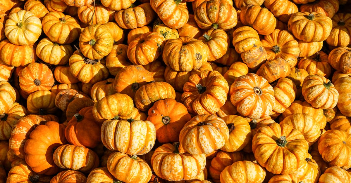 A collection of vibrant orange pumpkins, perfect for autumn and Halloween decor, captured in Hamburg, Germany.
