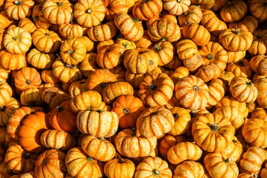 A collection of vibrant orange pumpkins, perfect for autumn and Halloween decor, captured in Hamburg, Germany.