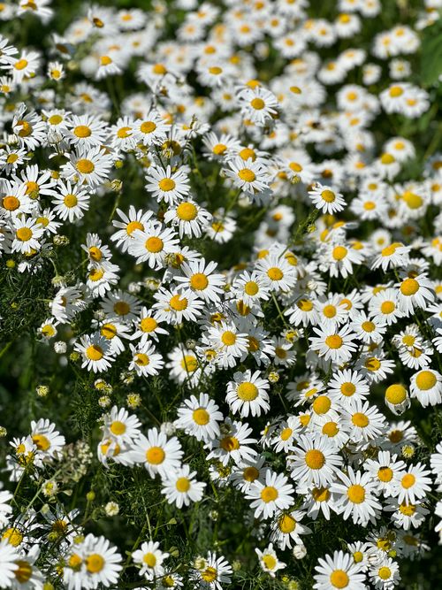 Free Lush field of white daisies in full bloom under bright summer sun, creating a serene natural landscape. Stock Photo