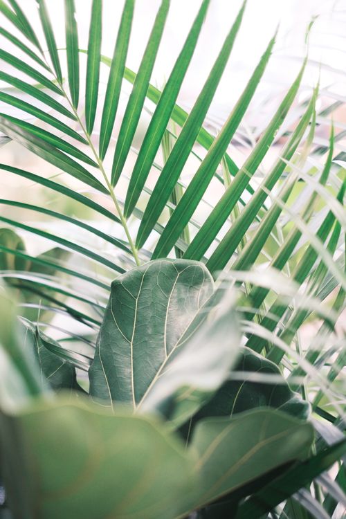 Free Close-up of vibrant green palm and fiddle leaf fig leaves, perfect for nature and decor themes. Stock Photo