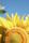 sunny day