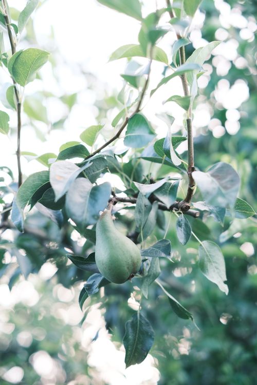 Free A fresh pear hanging from a tree branch in a sunlit orchard, highlighting nature's bounty. Stock Photo
