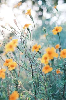 Bright marigold flowers basking in soft sunlight create a dreamy garden scene.