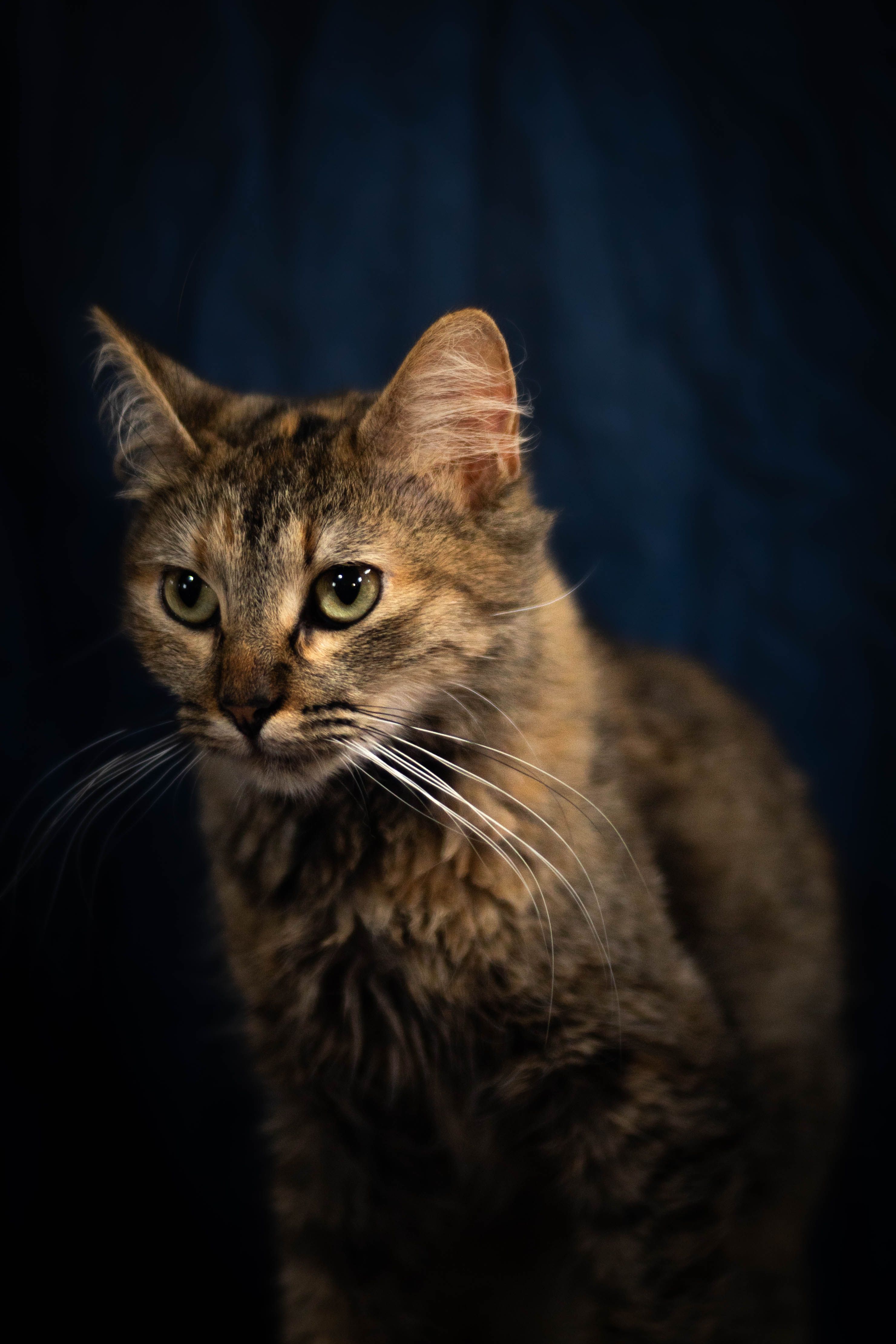 Fluffy tabby cat close-up portrait
