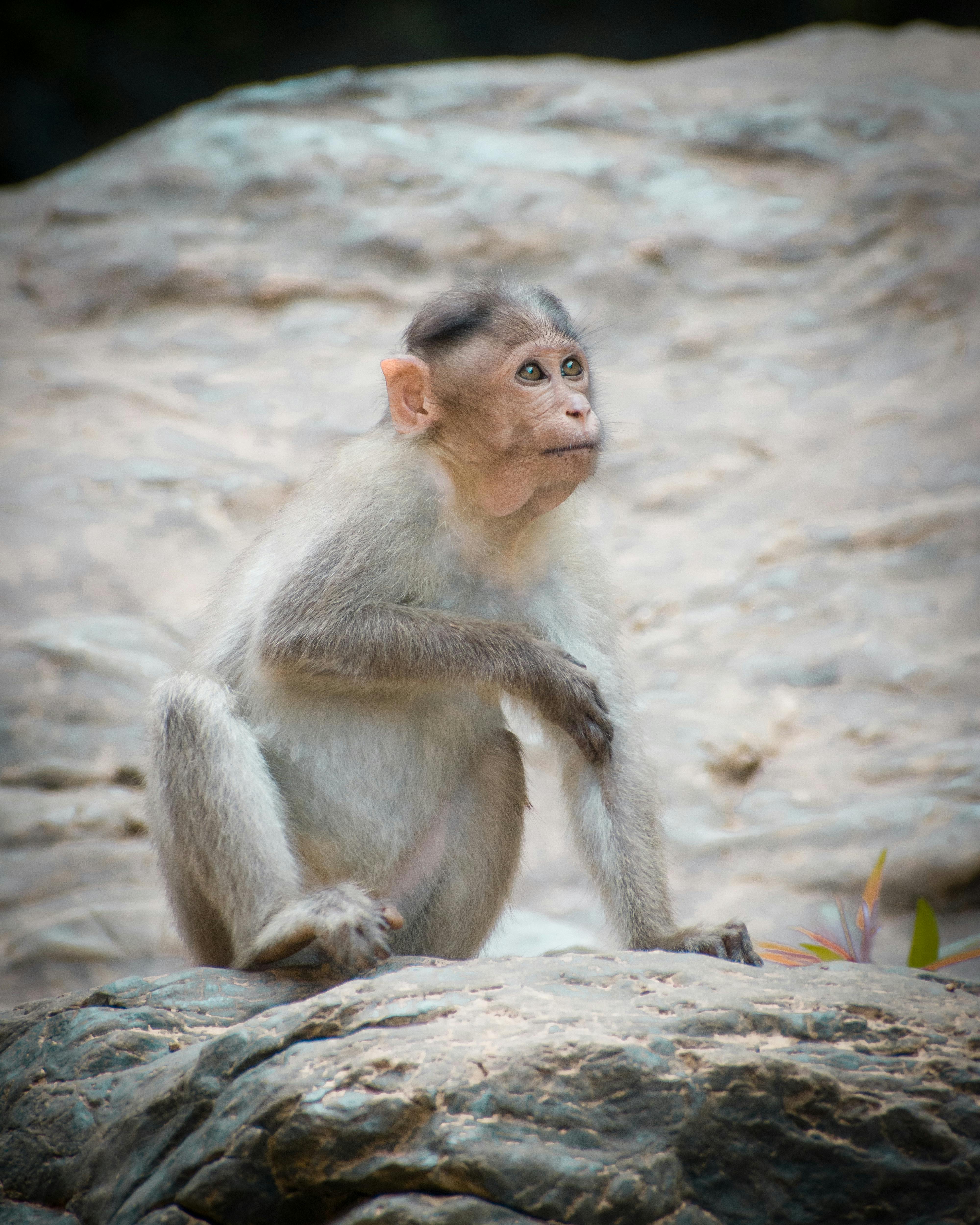 Monkeys Sitting on Rock · Free Stock Photo