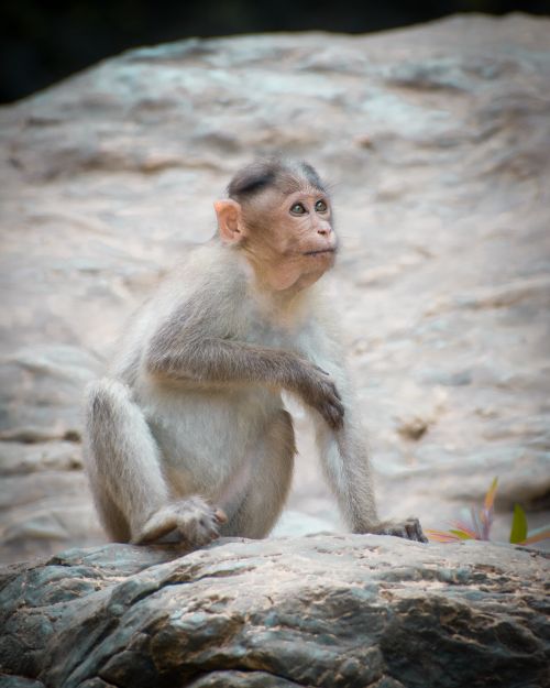 Free Rhesus macaque sitting on rocks, showcasing serene wildlife beauty. Stock Photo