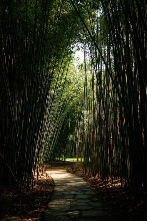 Free A tranquil path winds through dense bamboo creating a serene natural tunnel. Stock Photo