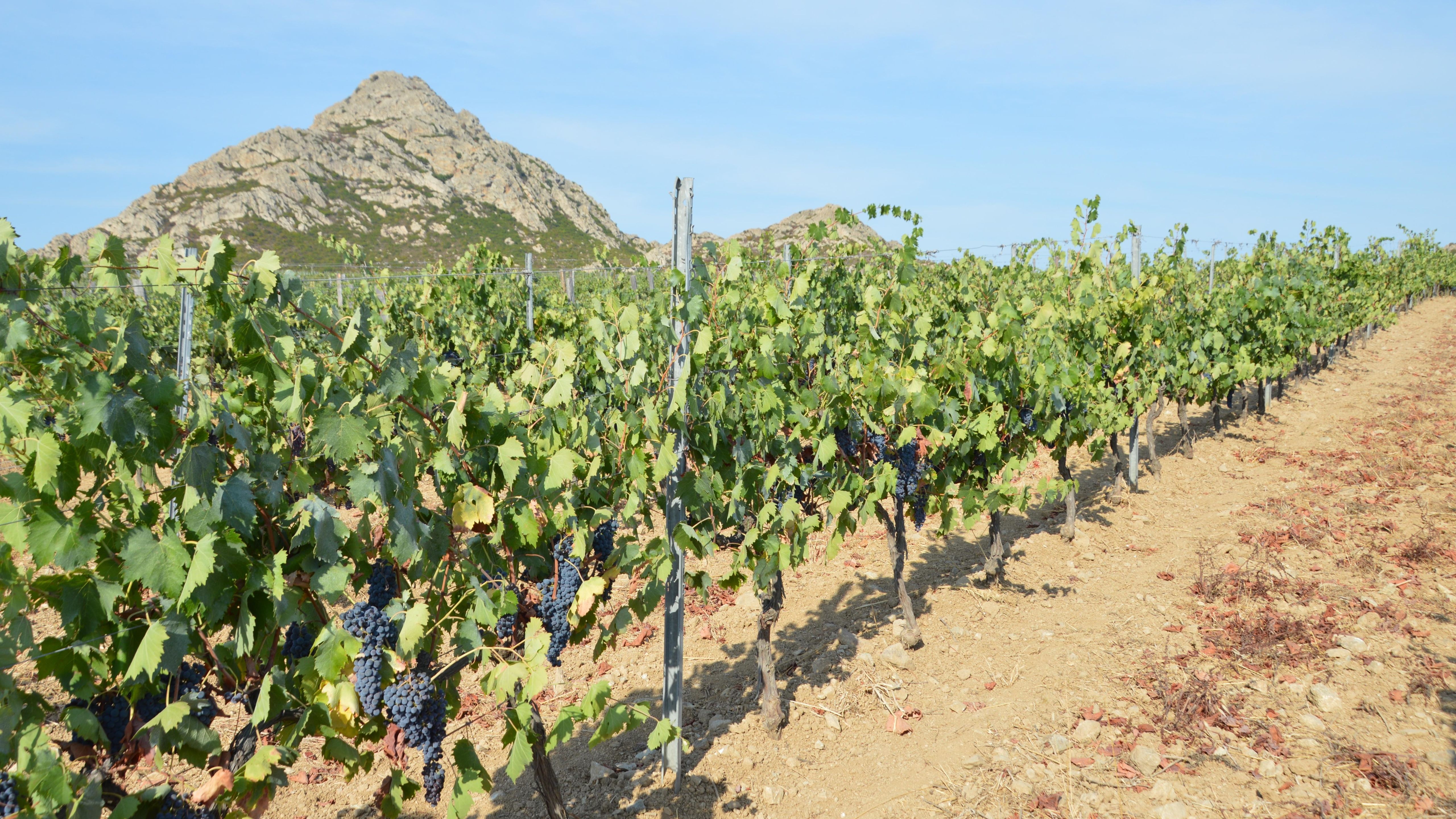 Hierbas, Frígola and Island Wine: A Local's Guide to Ibiza's Drinks Culture