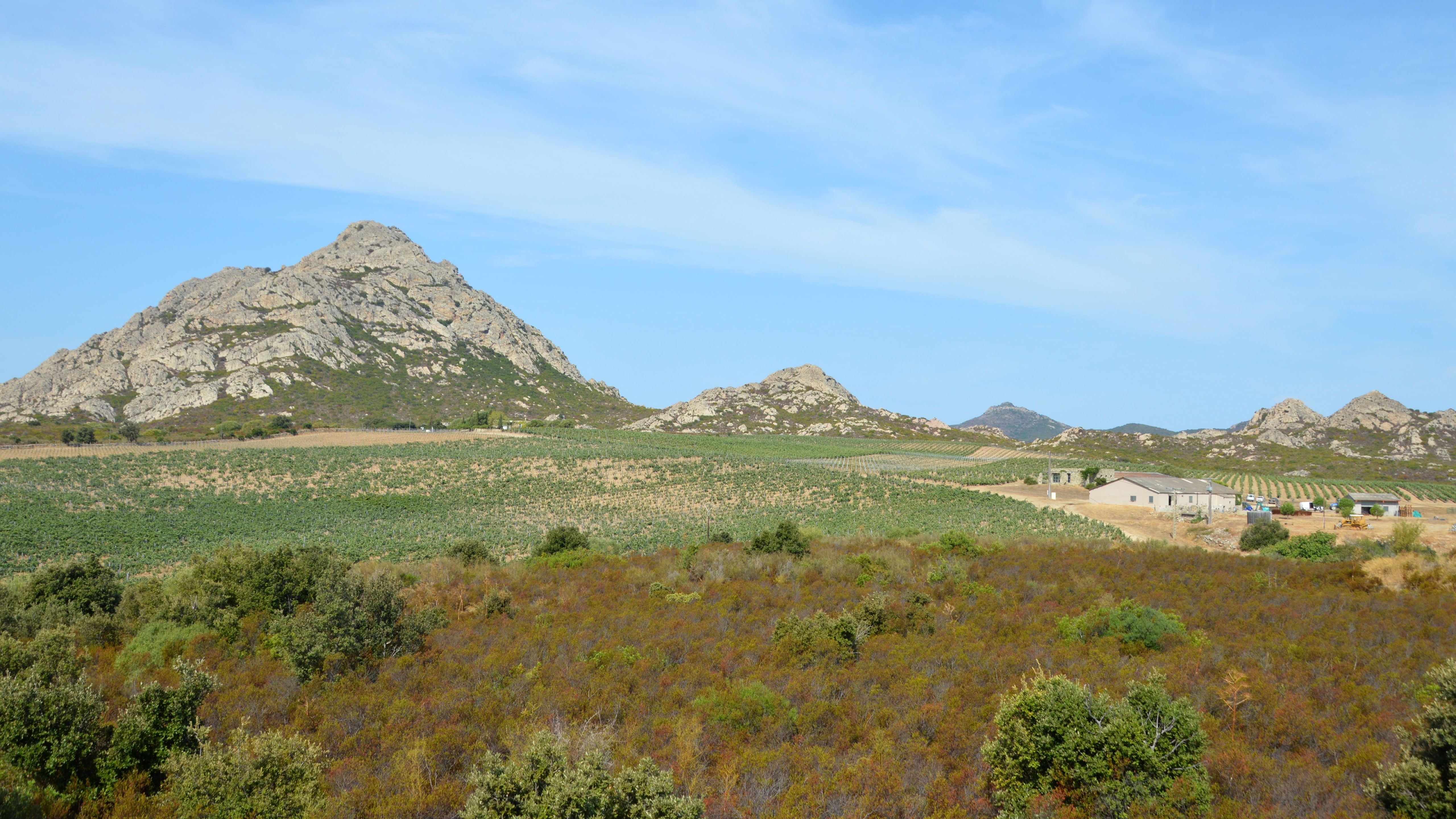 Vibrant landscape of the rolling hills and vineyards in Santo-Pietro-di-Tenda, Corse, France.