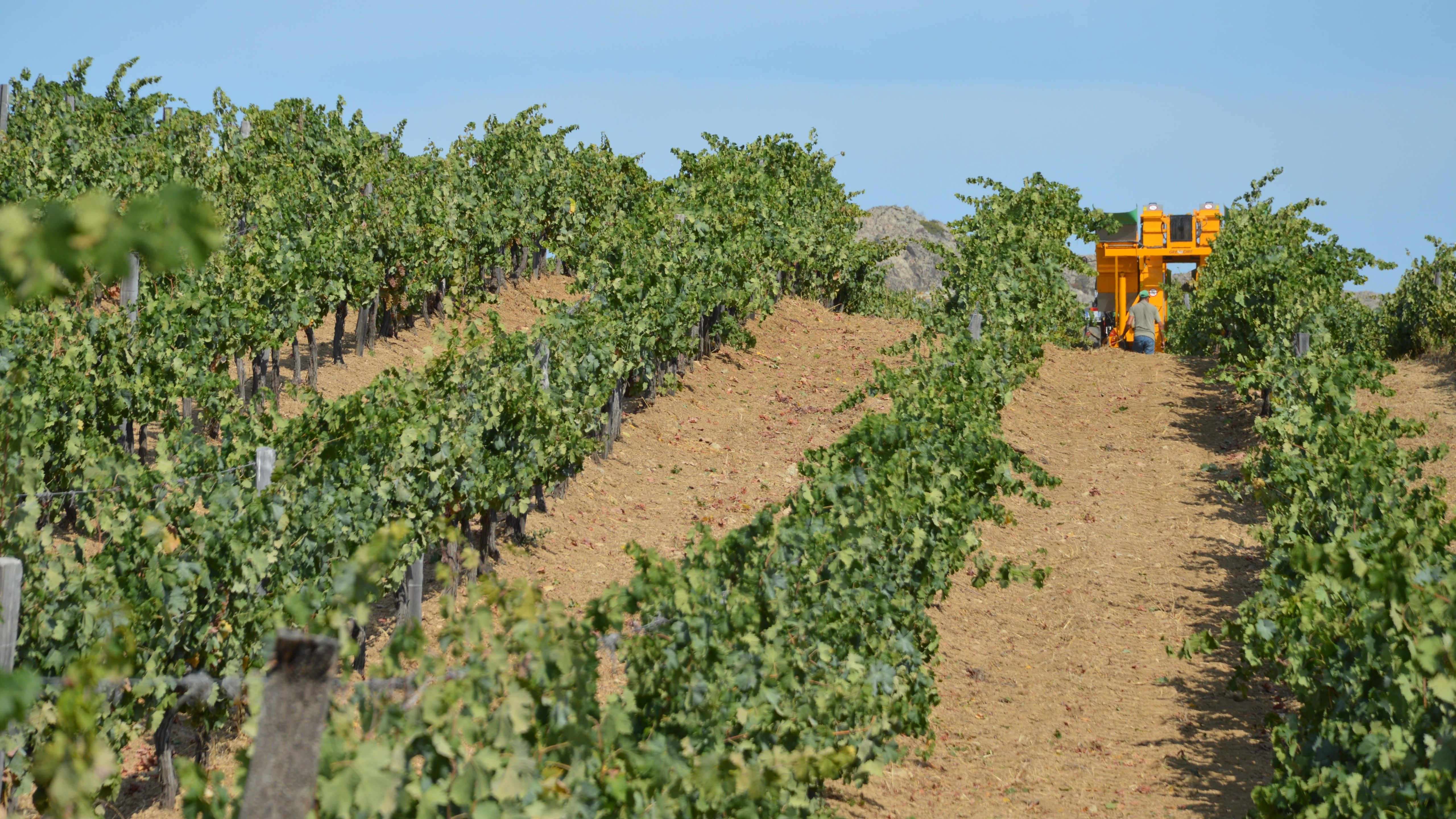Scenic view of grapevines being harvested in Santo-Pietro-di-Tenda, Corsica.