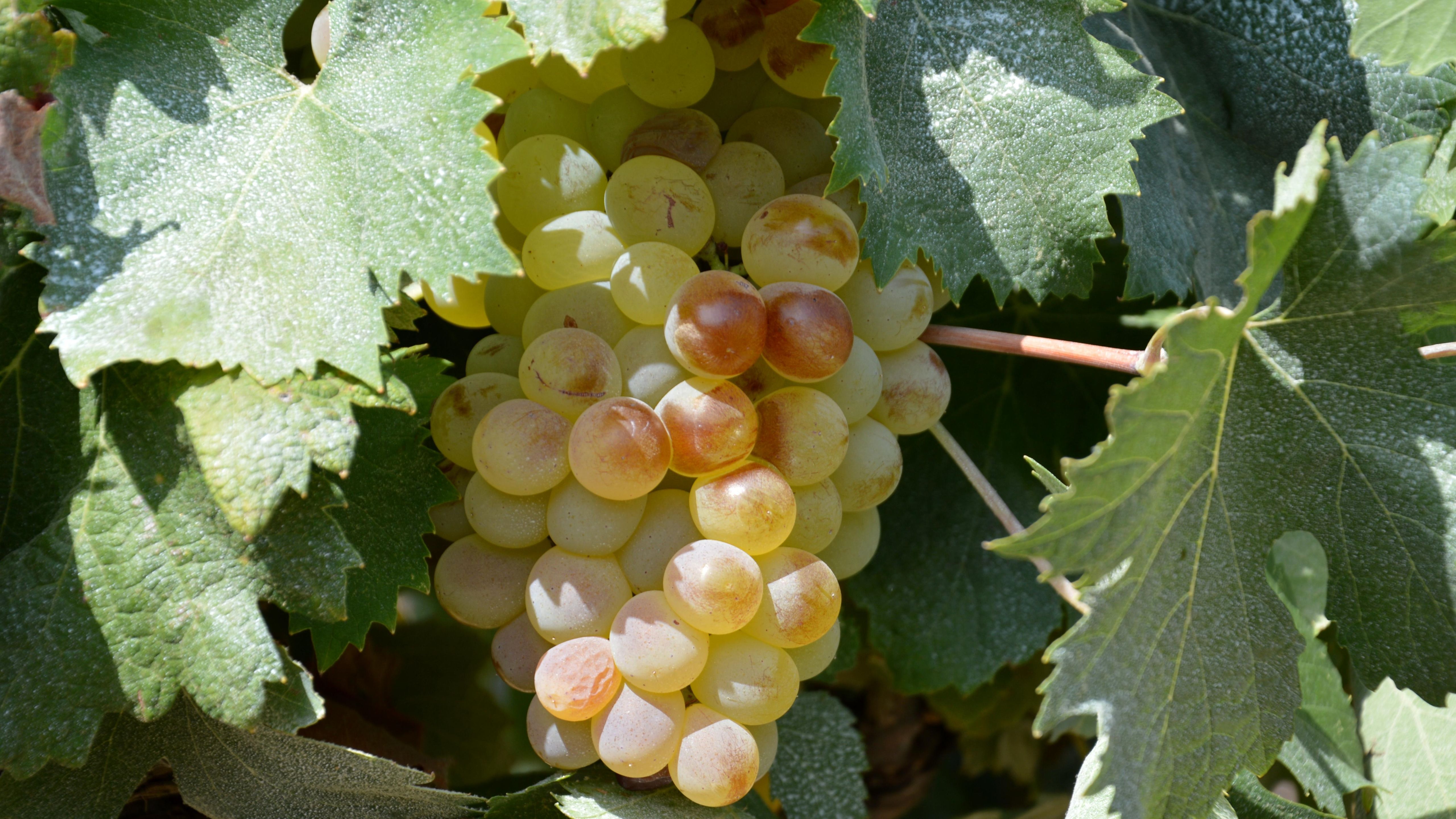 Detailed shot of white grapes hanging in a vineyard in Santo-Pietro-di-Tenda, Corsica, France.