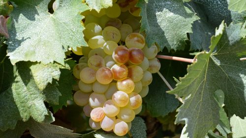 Free Detailed shot of white grapes hanging in a vineyard in Santo-Pietro-di-Tenda, Corsica, France. Stock Photo
