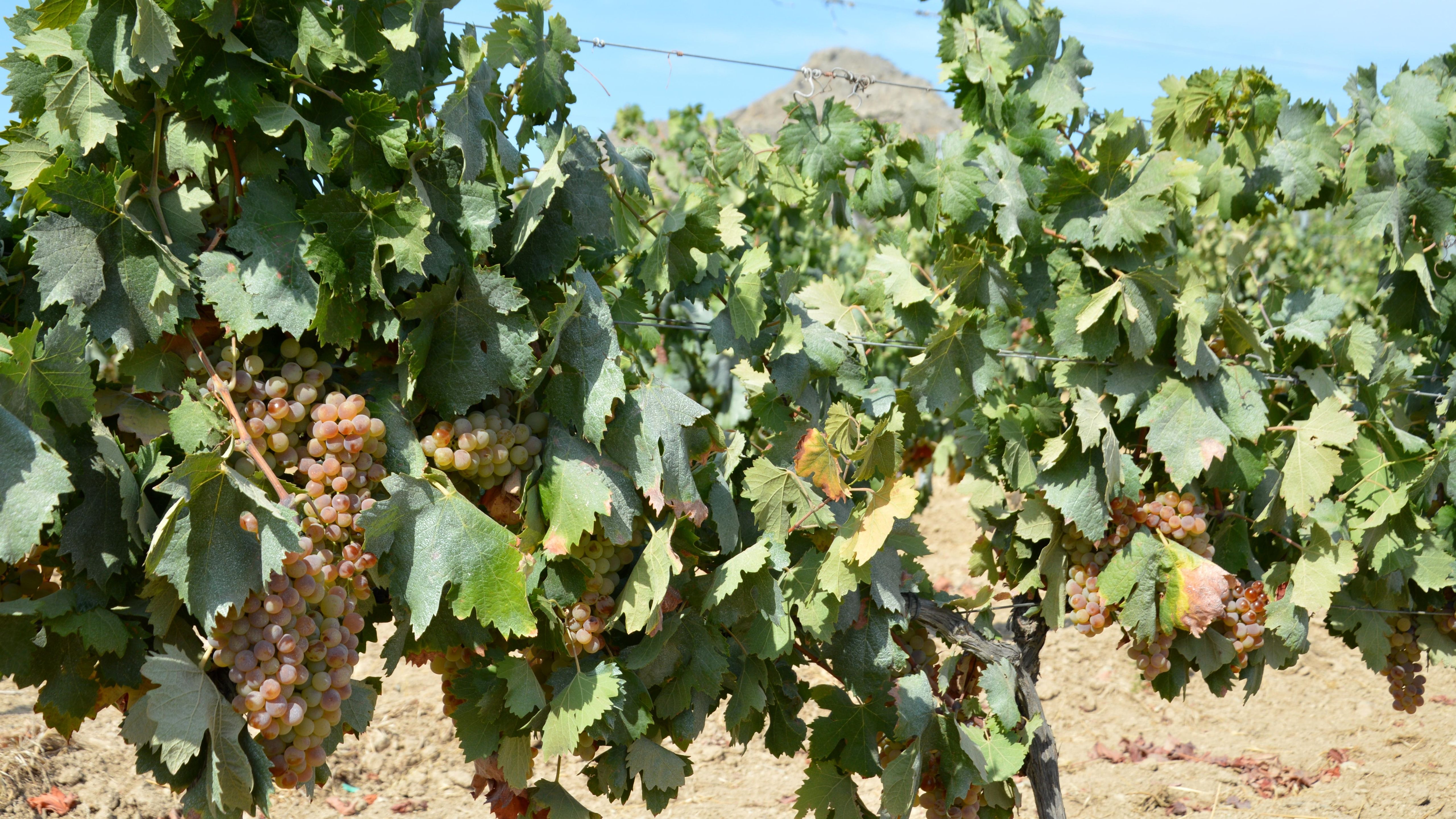 Malloreddus alla Campidanese & Carignano del Sulcis