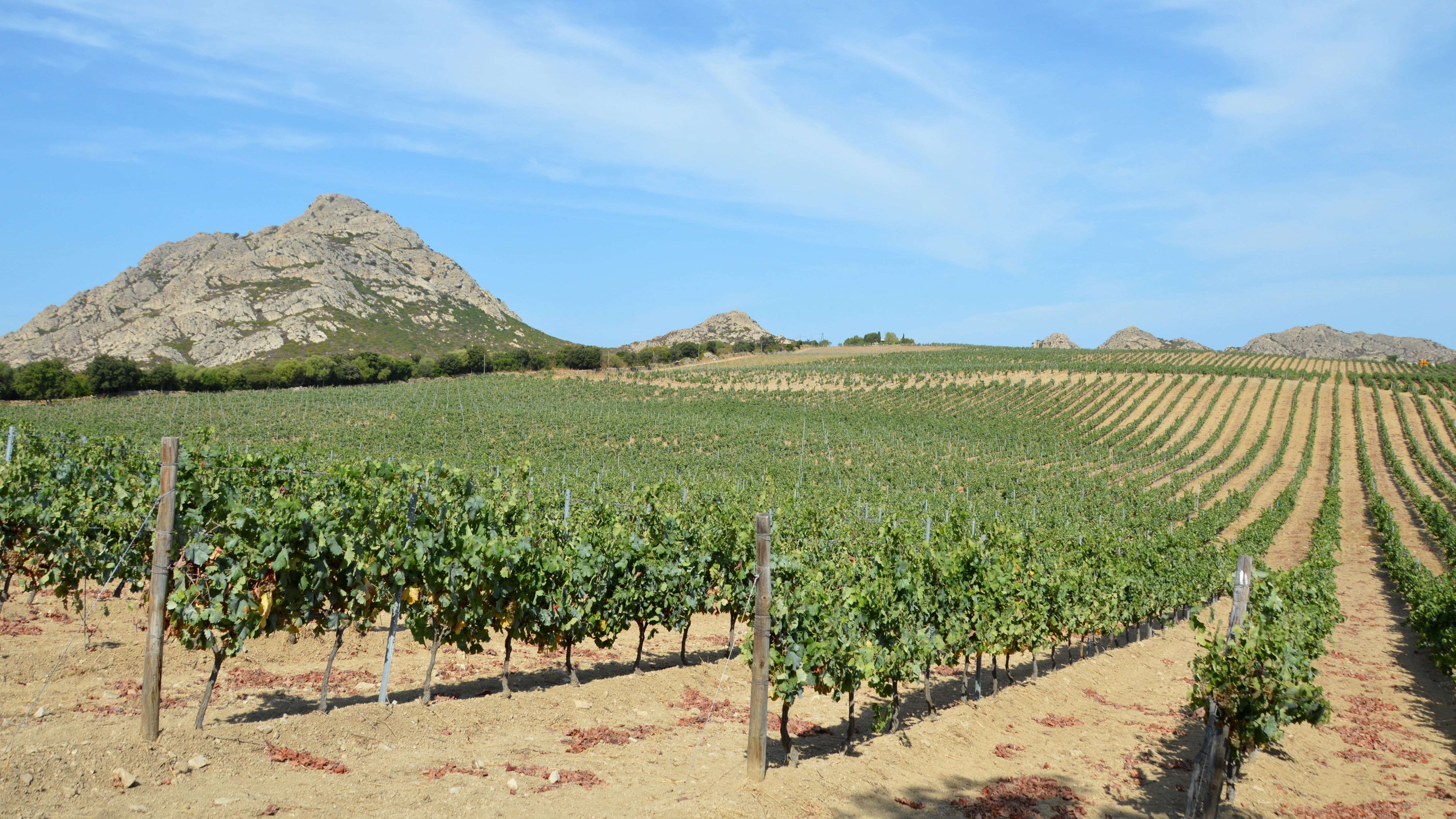 Expansive vineyards with mountain backdrop in Santo-Pietro-di-Tenda, Corsica, France.