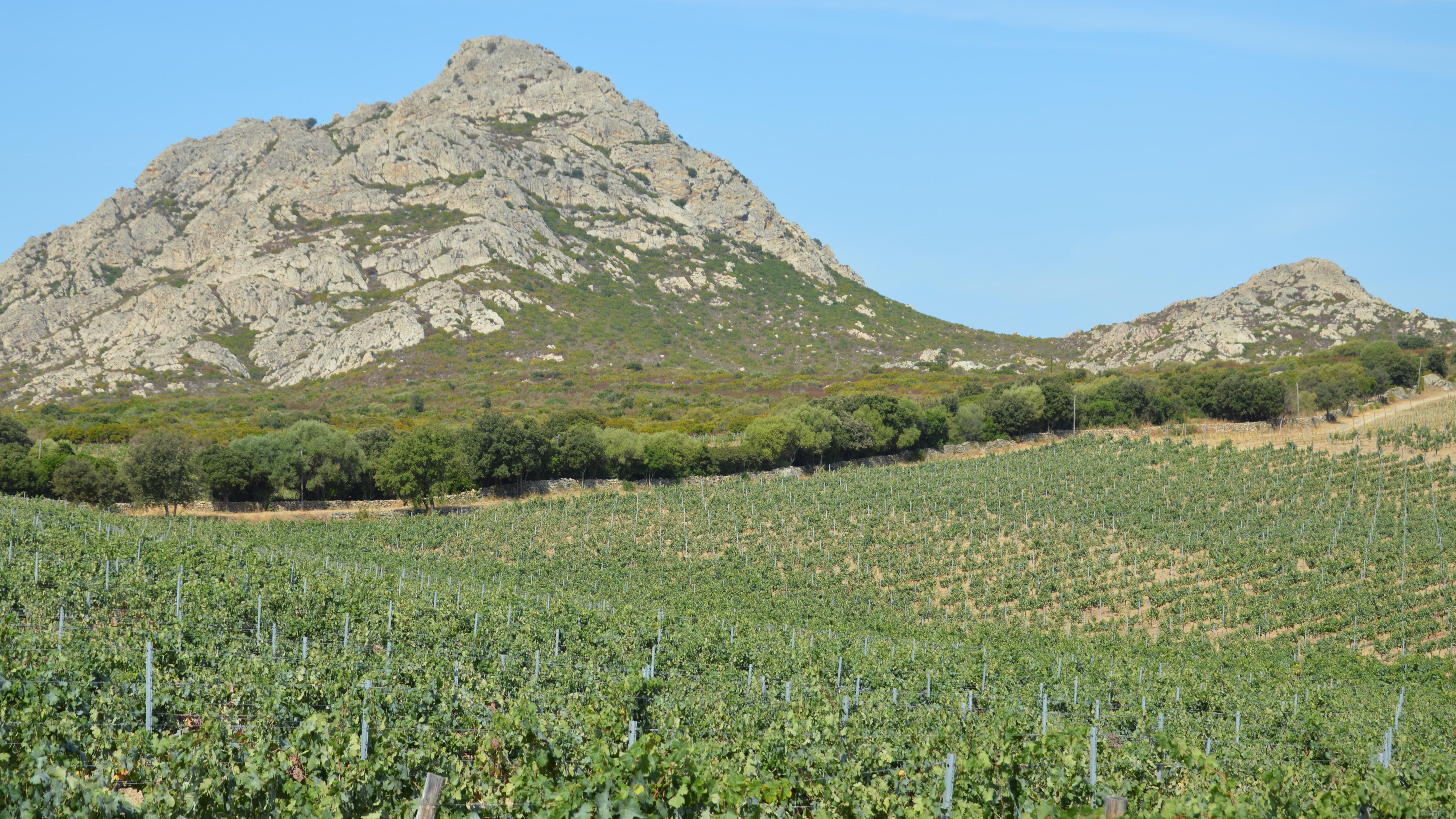 Vermentino di Gallura DOCG