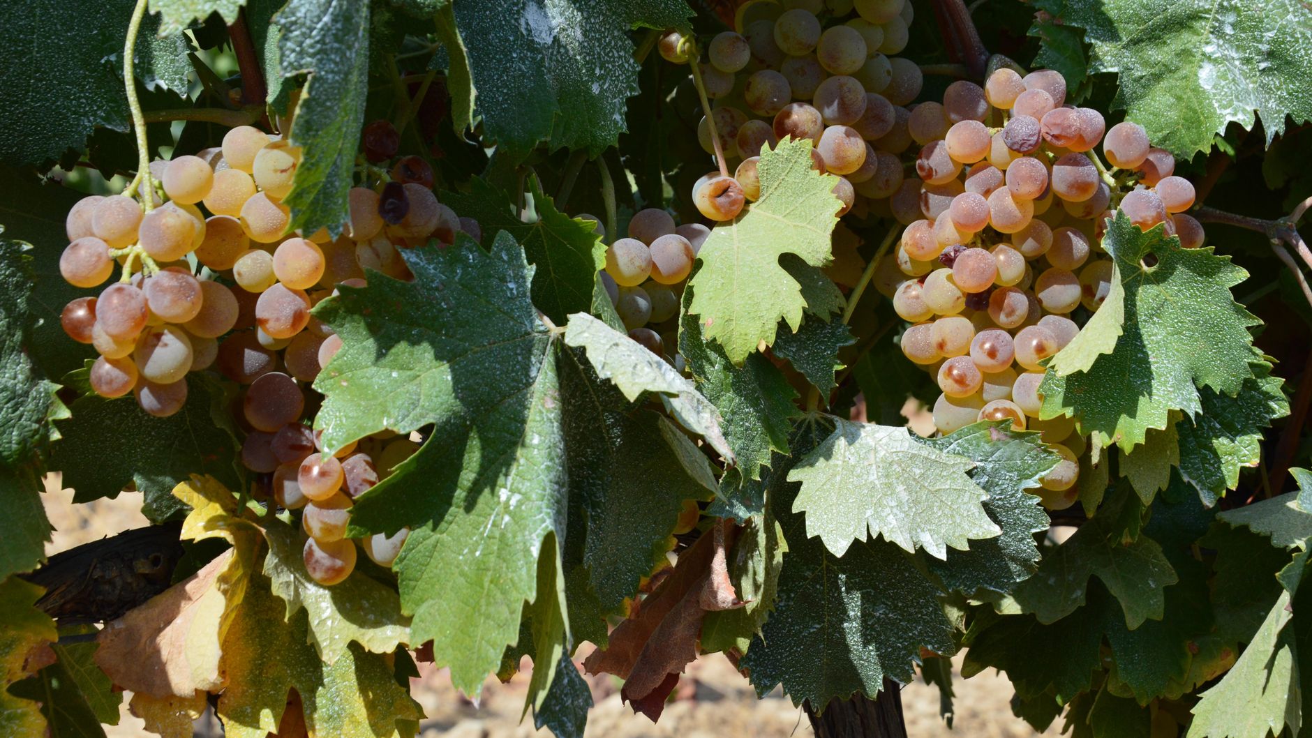 Exotique en France : ananas, mangues et autres fruits cultivés dans le Sud
