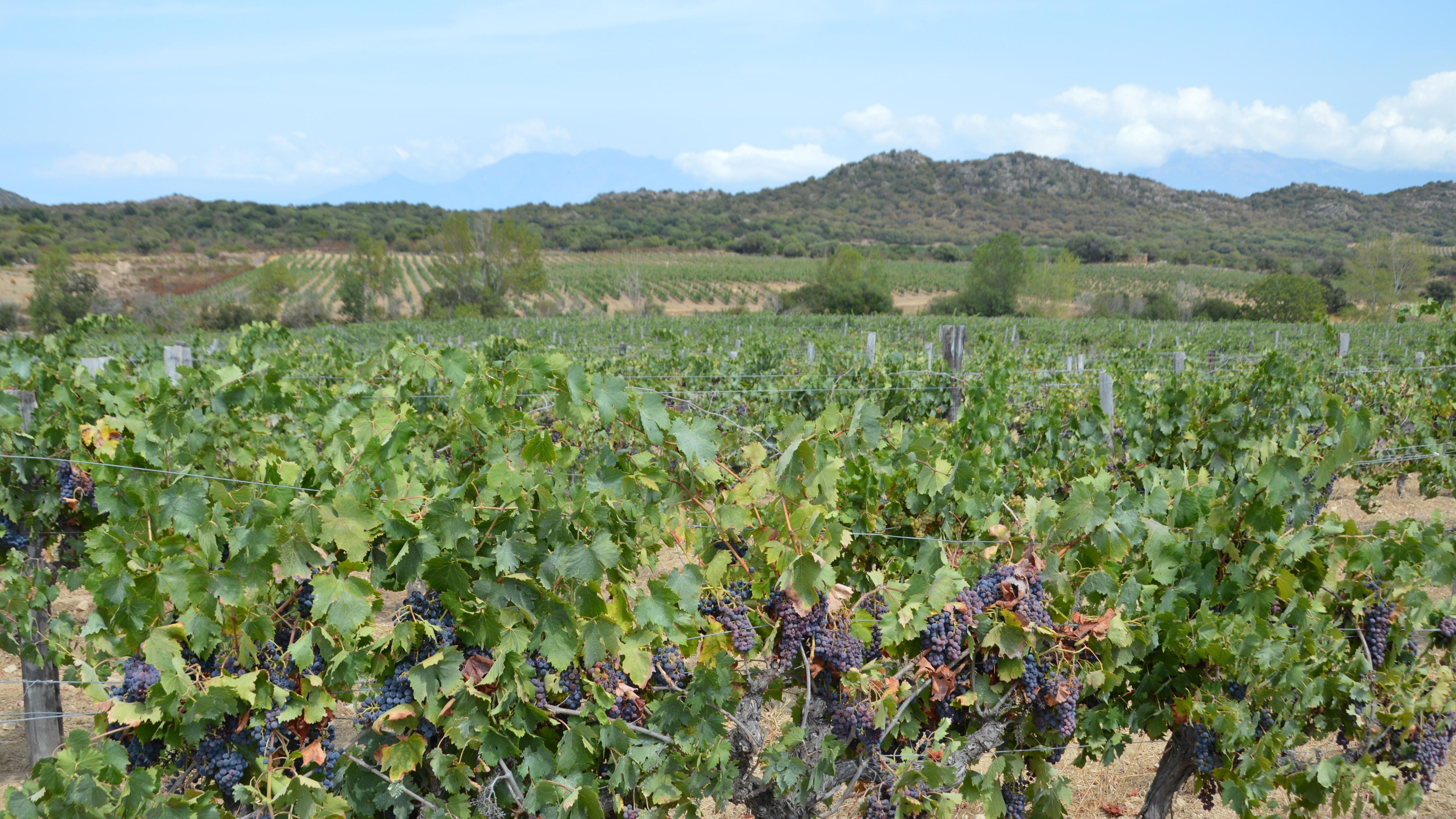 Beautiful vineyard view in Santo-Pietro-di-Tenda, Corse, France, featuring lush grapevines and scenic hills.