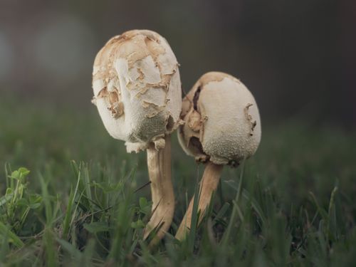 Free Artistic macro shot of wild mushrooms on grassy ground in Florida, capturing natural beauty and texture. Stock Photo