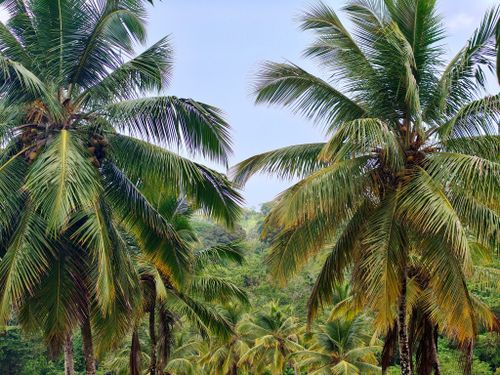 Free A vibrant view of lush tropical palm trees amidst dense greenery, creating a serene natural scene. Stock Photo