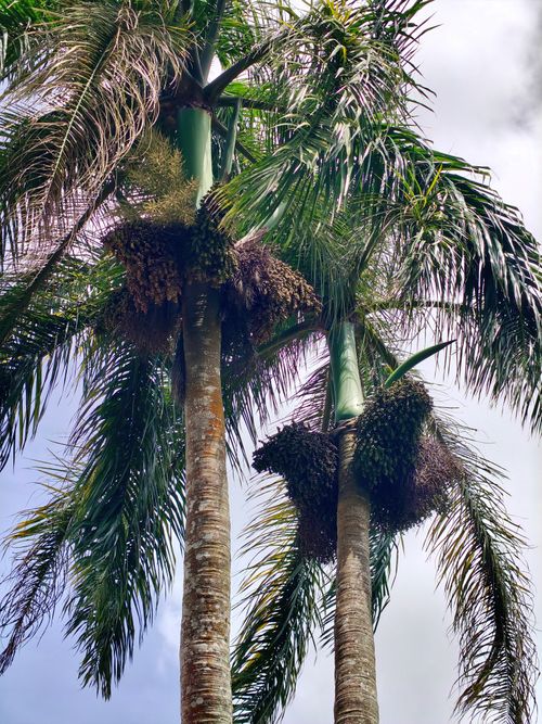 Free Close-up view of tall tropical palm trees bearing clustered fruit against a cloudy sky. Stock Photo