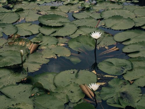 Free Serene pond with lush green lily pads and white water lilies; perfect for nature lovers. Stock Photo