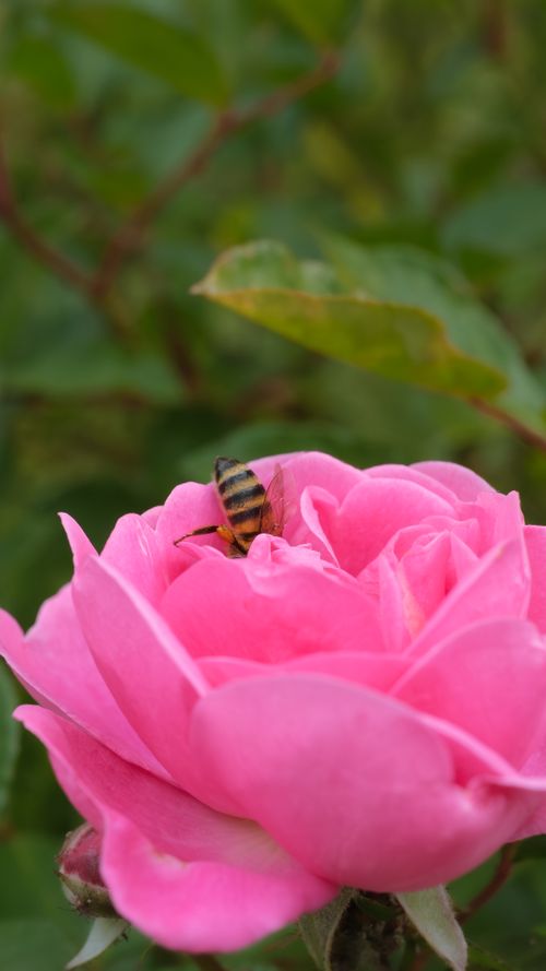 Free Close-up of a bee on a pink rose in a Brazilian garden, highlighting nature's beauty. Stock Photo
