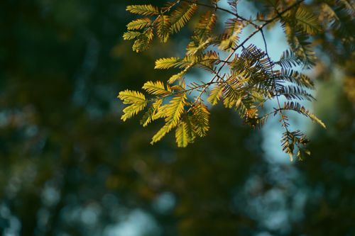 Free Close-up of sunlit green leaves with blurred background, capturing nature's vibrant colors. Stock Photo
