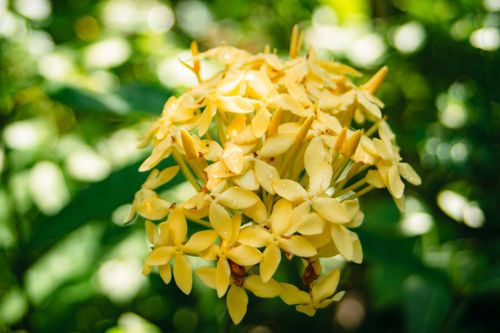 Free Macro shot of yellow Ixora flowers blooming in a sunlit garden, with blurred green foliage background. Stock Photo