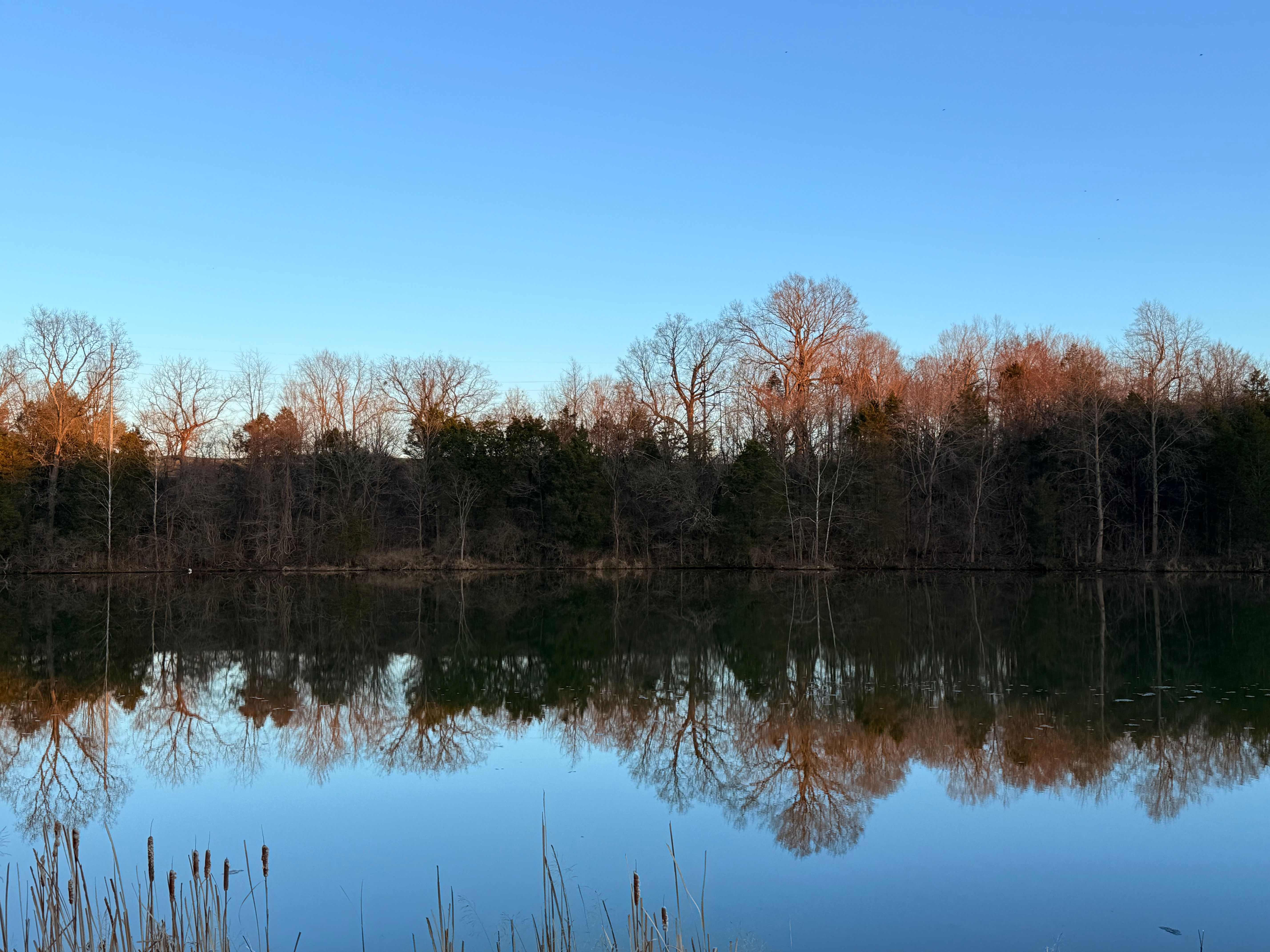 Tranquil winter scene at a lake in Louisville, Kentucky with clear reflections of bare trees.