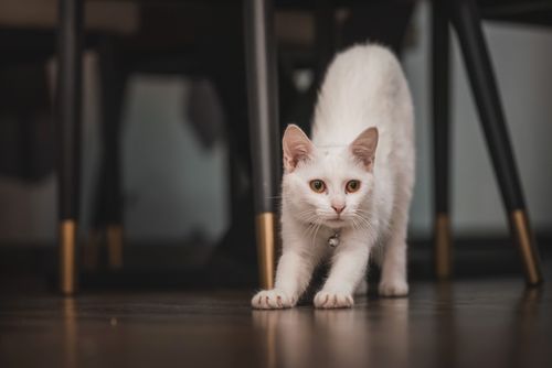 Free Adorable white kitten with a collar stretching on a wooden floor in a cozy indoor setting. Stock Photo