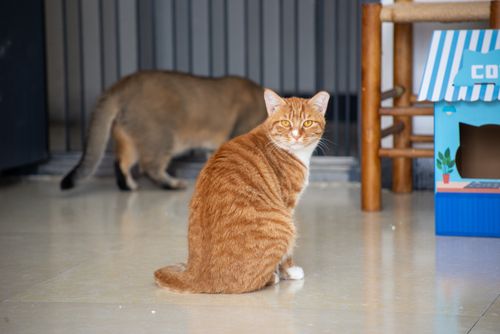 Free Two cats interacting on a polished floor with a colorful cardboard box house, one looking directly at the camera. Stock Photo