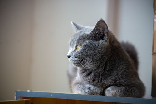 Free A British Shorthair cat looking out a window with soft lighting, highlighting its plush gray fur and yellow eyes. Stock Photo