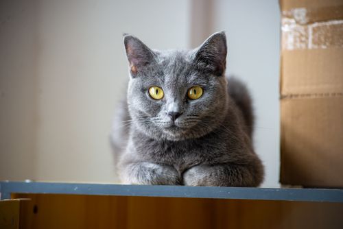 Free Calm British Shorthair cat with yellow eyes resting indoors next to a cardboard box. Stock Photo
