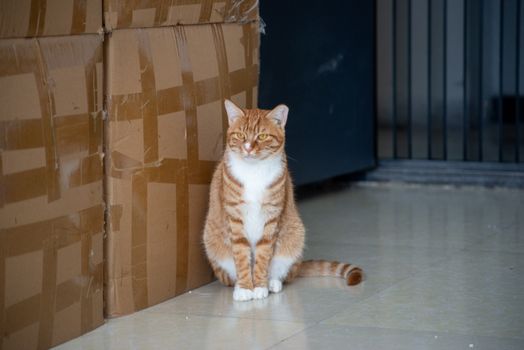 Adorable ginger tabby cat sitting indoors next to stacked cardboard boxes.