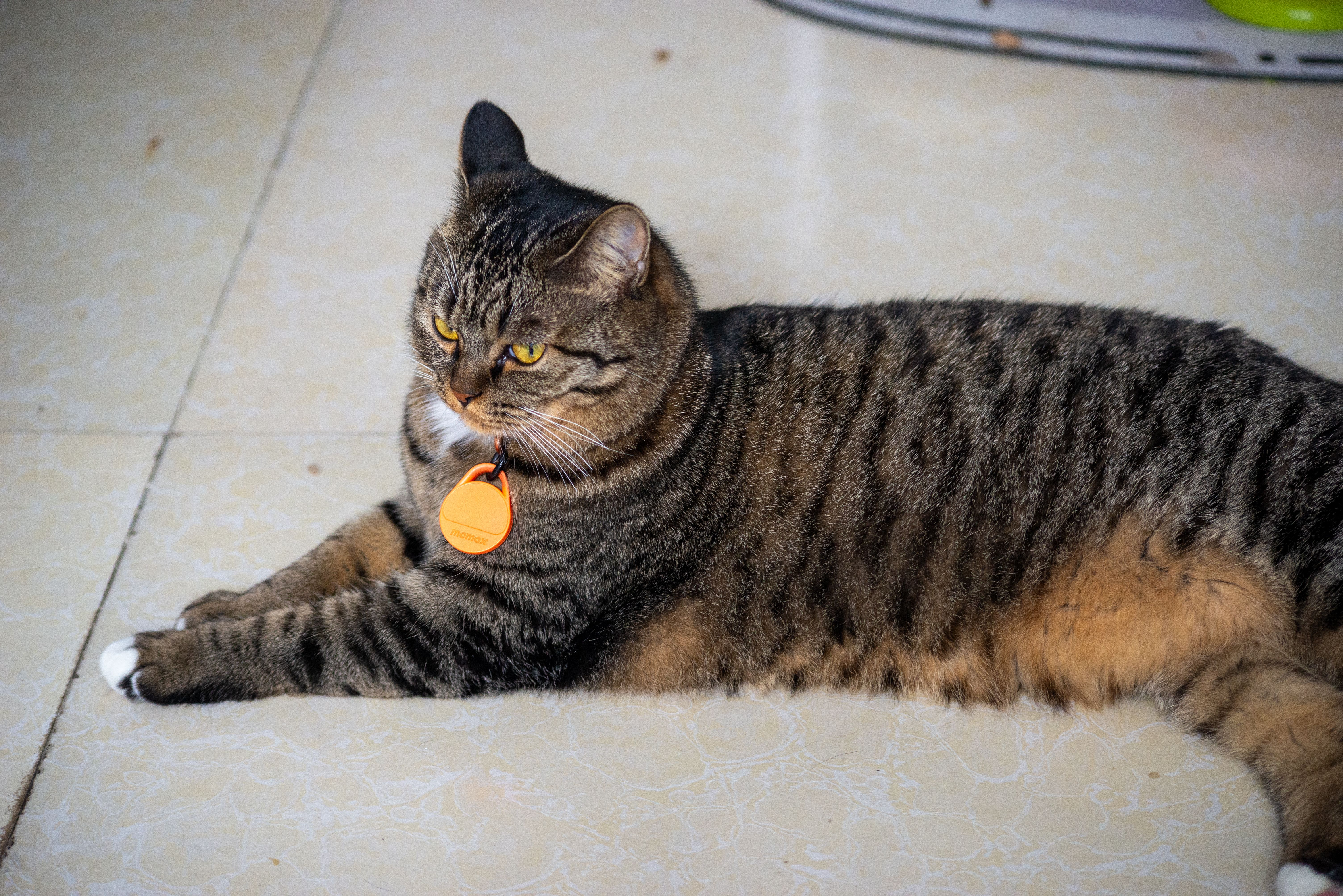 pet technology limited — Photo by 大 董 on Pexels