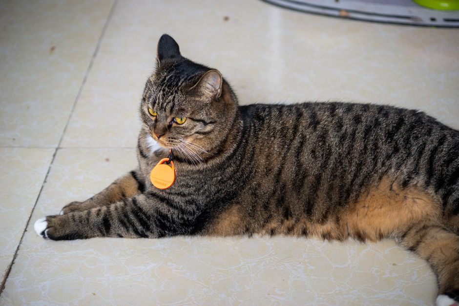 Tabby cat with an orange tag lying on a tiled floor