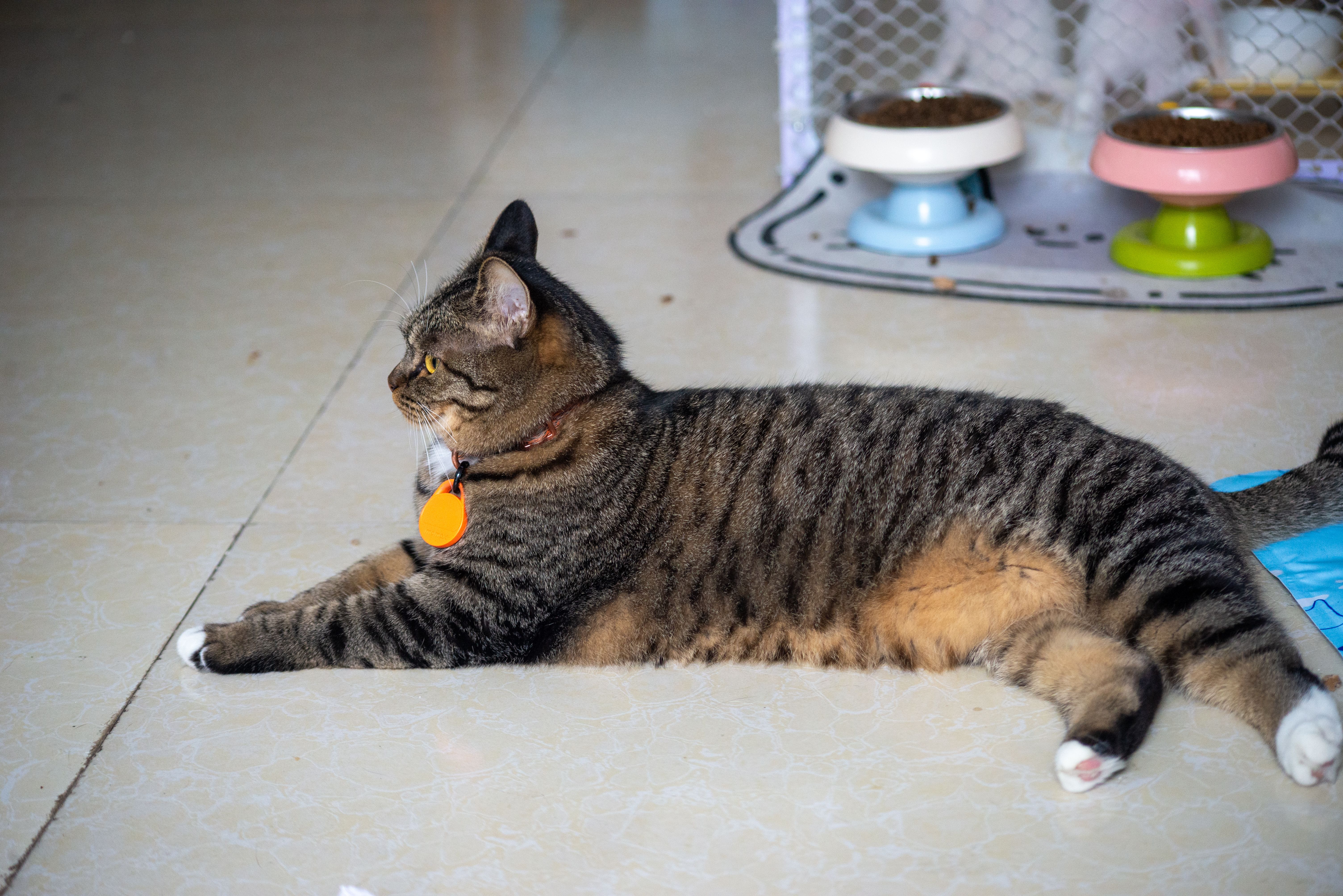 Chat tigré portant un collier orange, allongé sur le sol de la maison (photo 大 董, Pexels)