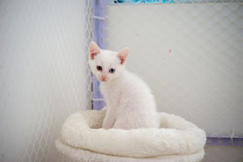 Free Adorable white kitten with heterochromia sitting on a fluffy cat bed indoors. Stock Photo