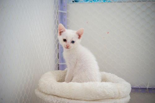Free Cute white kitten with heterochromia sitting comfortably in a soft cat bed indoors. Stock Photo