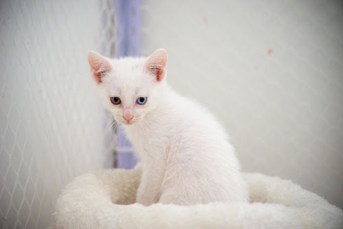 Free Charming image of a fluffy white kitten with heterochromia sitting indoors. Stock Photo