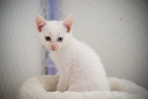 Free Cute white kitten with odd-colored eyes sitting in a comfortable indoor setting. Stock Photo