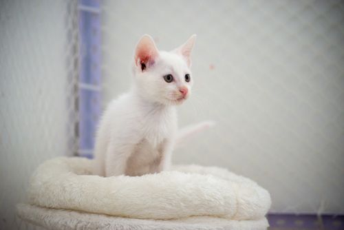 Free A cute white kitten with blue eyes sitting on a cozy fluffy bed indoors. Stock Photo