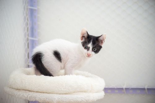 Free Adorable kitten with black and white fur sitting in a soft fluffy bed indoors. Stock Photo